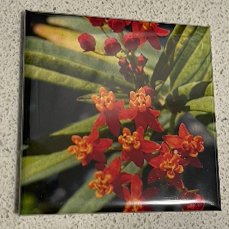 Your Custom Photo Magnets